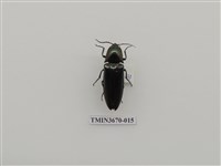 藏品(叩頭蟲(1))的圖片